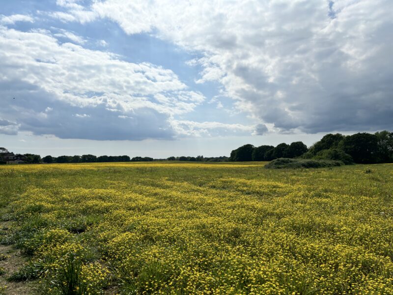 Phase 1 upper east looking south west at hedge