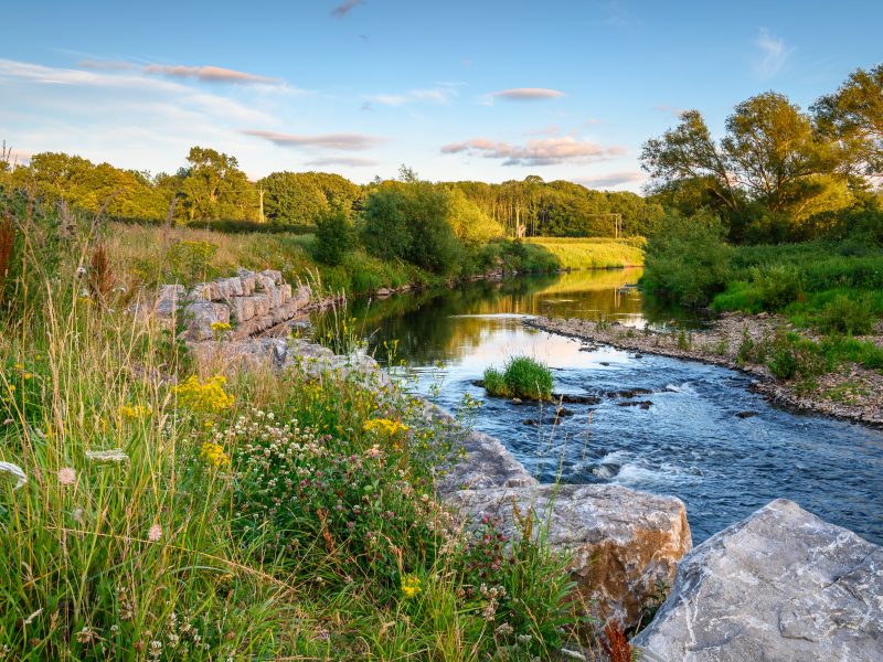The,River,Wear,Wildflower,Riverbank,,At,Bishop,Auckland,,Known,As