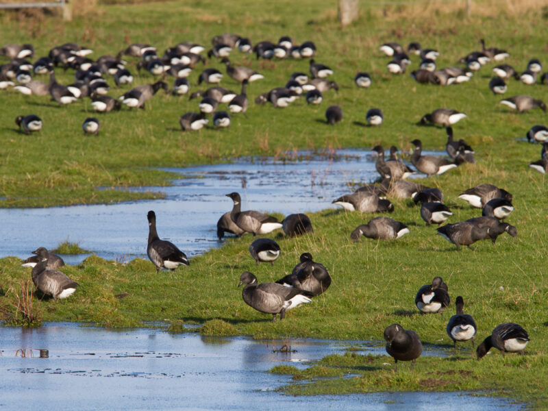 brent geese 2018