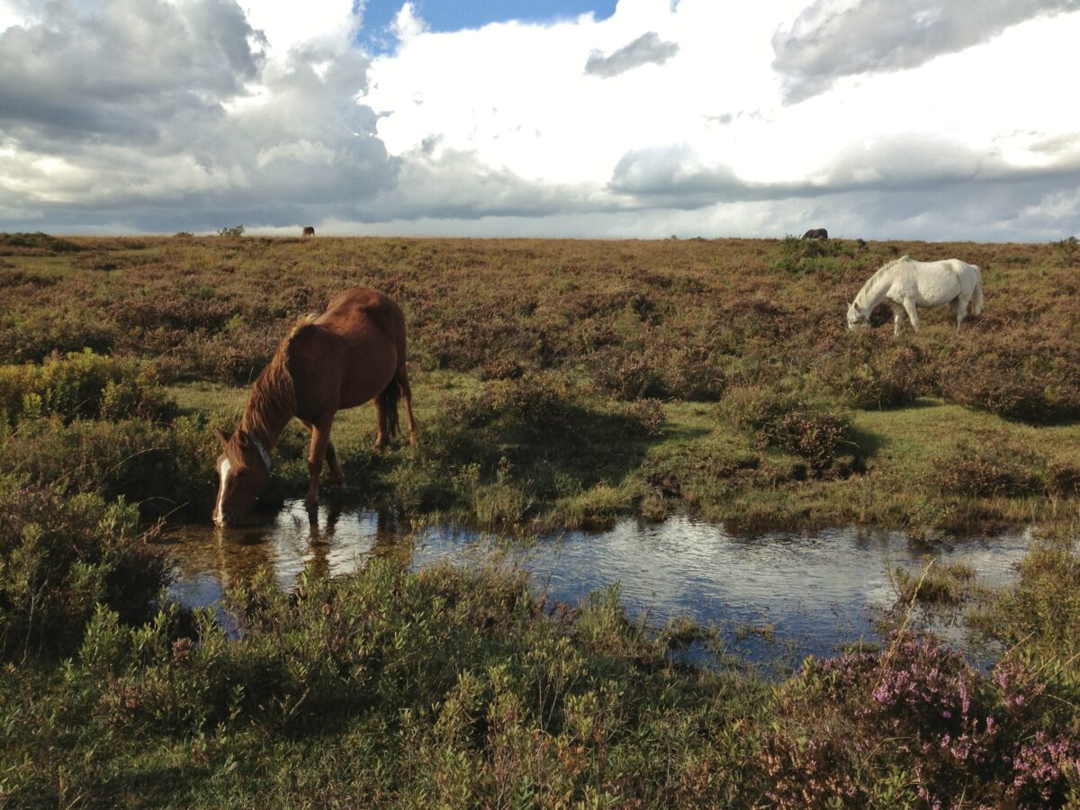 New Forest Horses grazing on stream